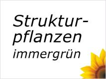 Strukturpflanzen - bringen immergrüne Struktur in Ihren Garten